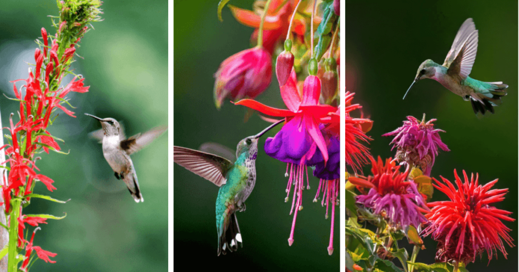 Bright flowers that attract hummingbirds: red cardinal flower, fuchsia, and bee balm with hovering hummingbirds.