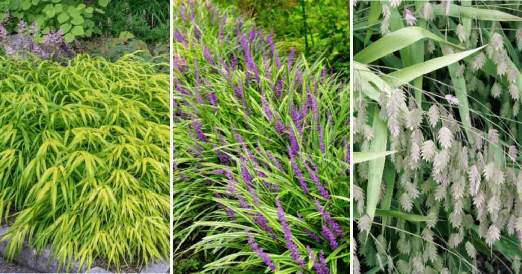 Three varieties of grass that grows in shade: golden Hakonechloa, purple-flowered Liriope, and northern sea oats.