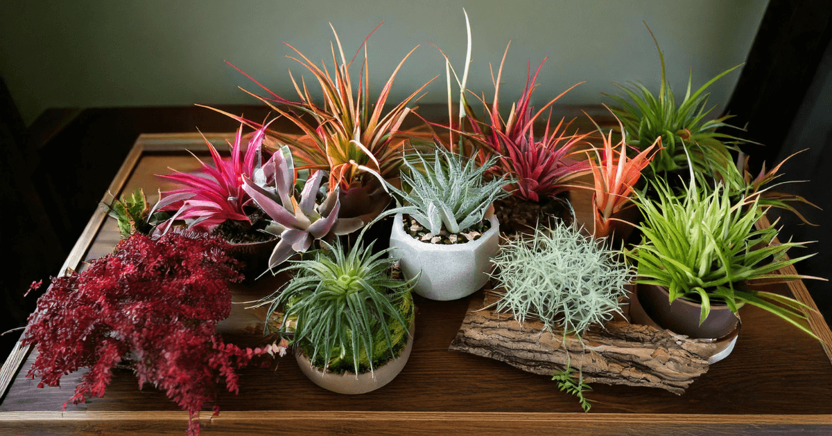 Close-up of different types of air plants, including vibrant Tillandsia Ionantha, Xerographica, and Caput-Medusae displayed on driftwood.