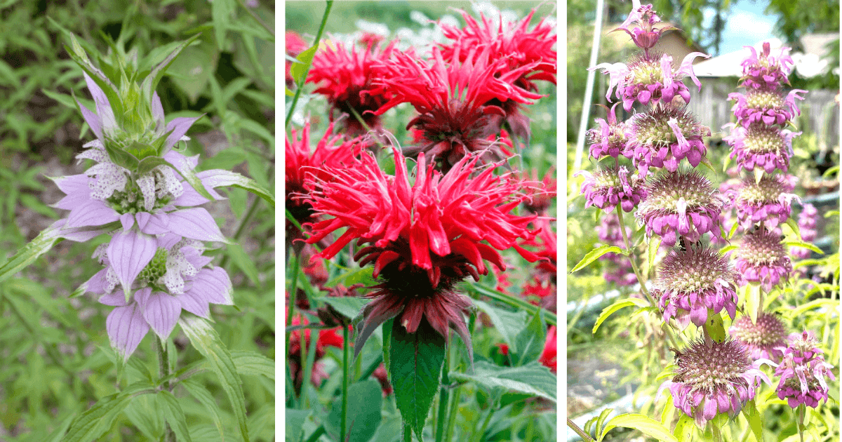 A collage of Bee Balm plant varieties, including purple Spotted Bee Balm, vibrant red Scarlet Bee Balm, and lavender Wild Bergamot blooms.