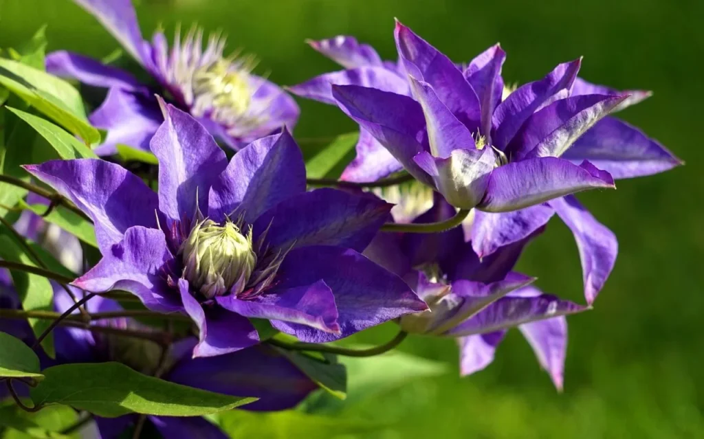 Vibrant purple Clematis flowers in full bloom, surrounded by lush green leaves, under natural sunlight.
