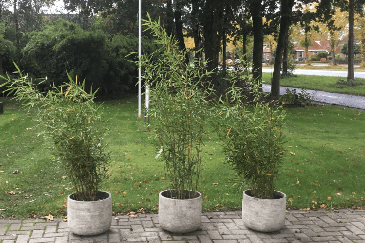 Three Fargesia bamboo plants in gray pots on a paved area with a green lawn and trees in the background.