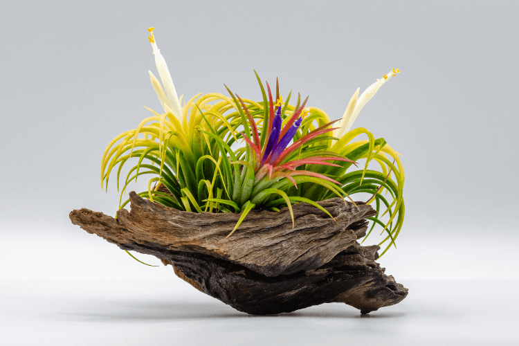 A vibrant display of Tillandsia Ionantha air plants arranged on driftwood, showcasing colorful blooms and curly green leaves.