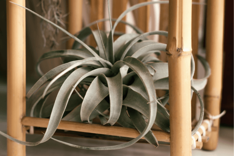 A Tillandsia Xerographica air plant with silvery leaves elegantly displayed on a bamboo shelf, highlighting unique types of air plants.