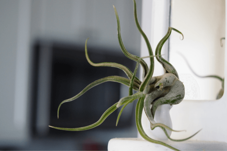 Tillandsia Caput-Medusae, a unique air plant with twisting, green leaves, elegantly displayed on a modern white surface.