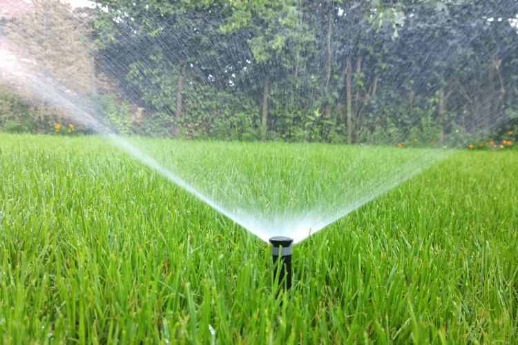 Sprinkler watering a lush green lawn with Creeping Red Fescue, a type of grass that thrives in shaded areas and provides excellent ground cover.