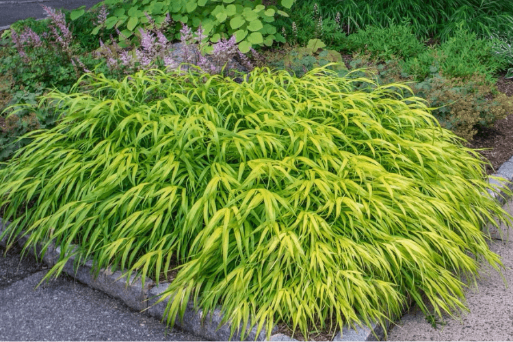 Japanese Forest Grass with vibrant green and yellow leaves growing in a shaded garden bed, ideal for low-light landscapes.