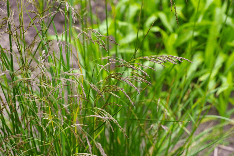 Close-up of Tufted Hairgrass (Deschampsia) with delicate flowering spikes and lush green foliage, ideal for shaded and moist garden areas.