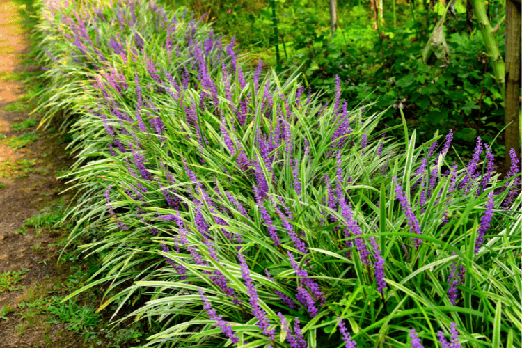 A row of Lilyturf (Liriope) plants with lush green leaves and vibrant purple flowers, thriving in a shaded garden pathway.