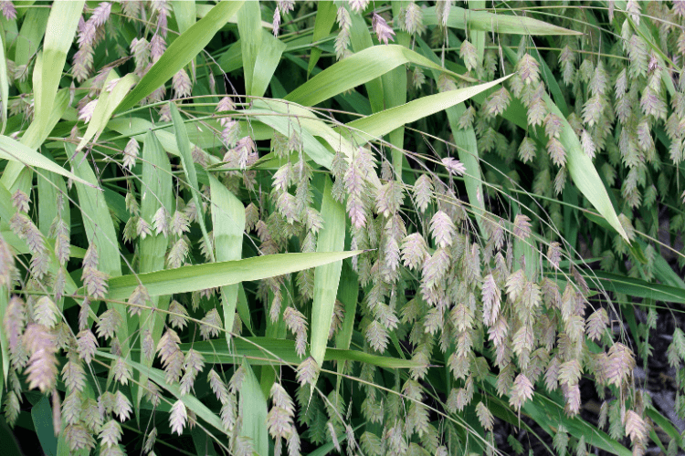 Northern Sea Oats with unique flat seed heads and arching green foliage, thriving in shaded garden areas with moderate sunlight.