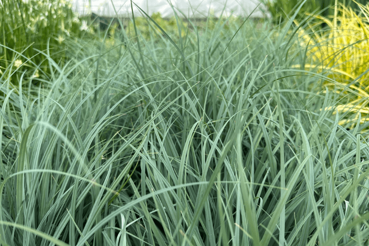 Close-up of Blue Sedge, a shade-loving grass with slender blue-green blades, ideal for shaded gardens and landscapes.