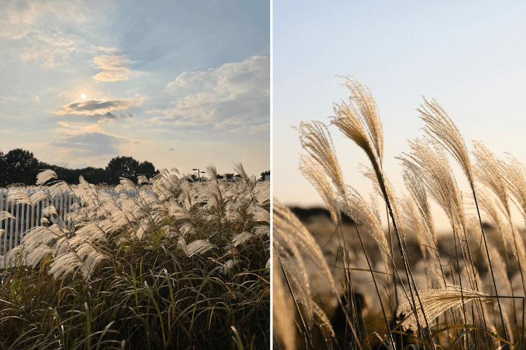 Sunlit Silver Grass with feathery plumes swaying in the breeze, a shade-tolerant ornamental grass for landscapes.