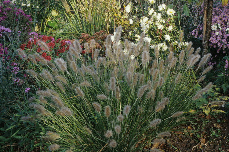 Fountain Grass with soft, feathery plumes surrounded by vibrant flowers, ideal for shaded gardens and borders.