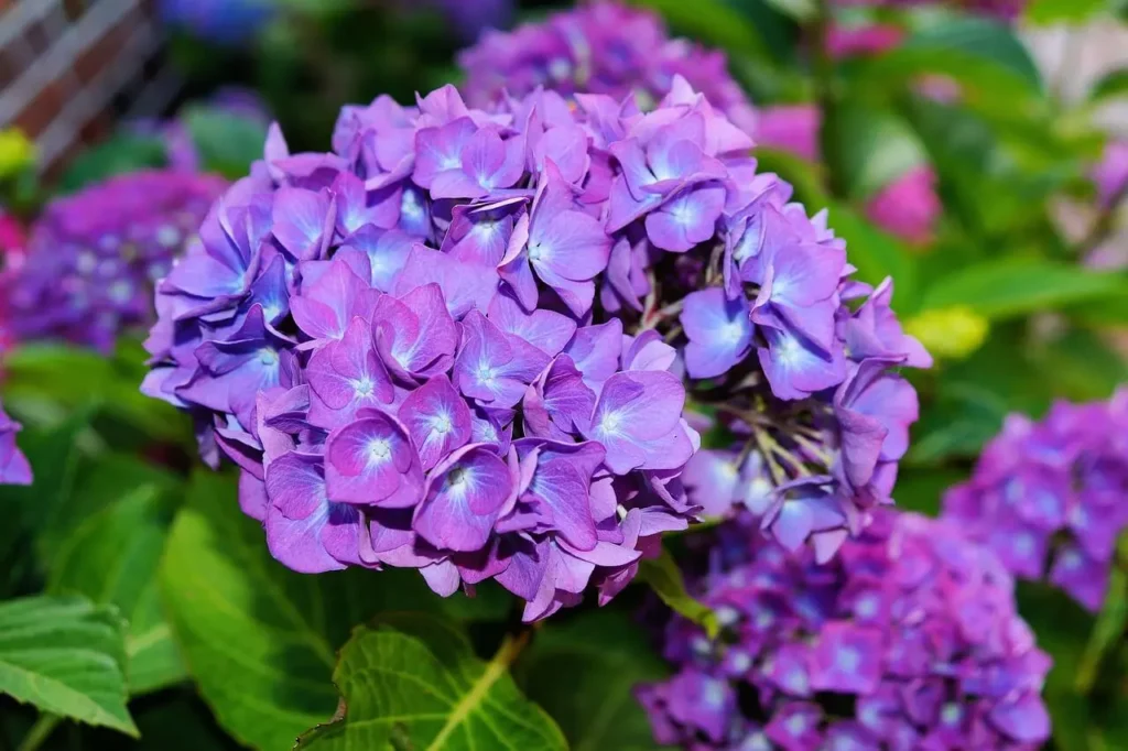 Close-up of vibrant purple hydrangea flowers with blue accents, surrounded by lush green leaves in a garden setting.