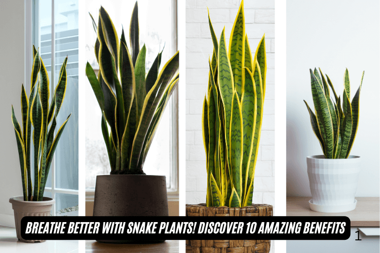 A healthy Snake Plant in a bright indoor setting, showcasing its tall, green leaves.