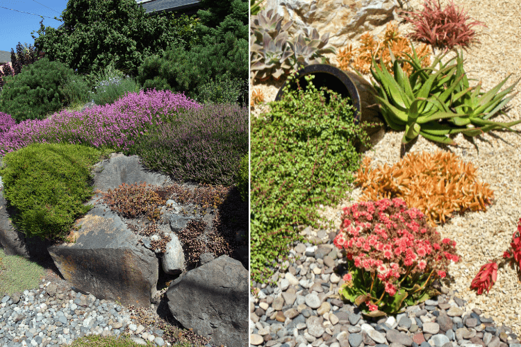 Drought tolerant plants in vibrant rock gardens, featuring succulents, colorful flowers, and low-maintenance greenery.