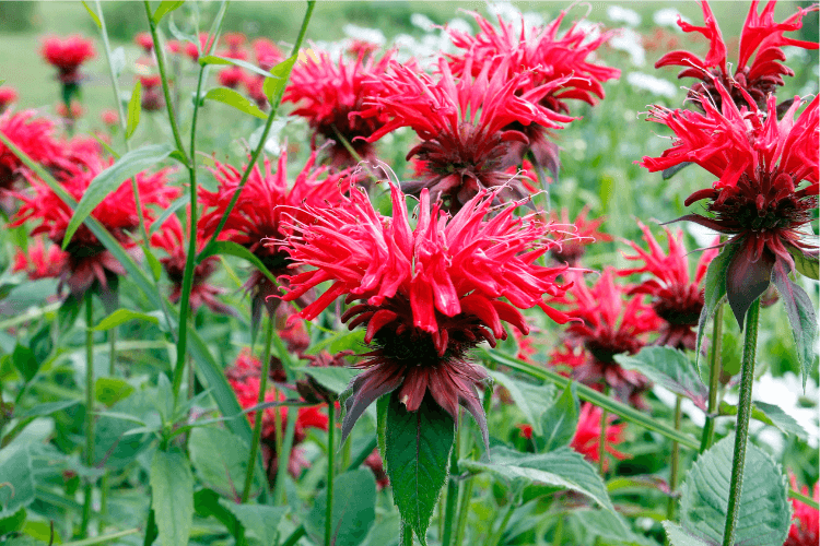 Bright red Scarlet Beebalm flowers in full bloom, surrounded by lush green foliage in a garden setting.