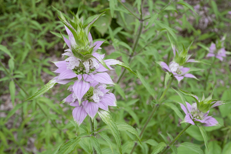 Delicate Spotted Beebalm flowers with pale purple petals and spotted centers, surrounded by green foliage in a natural setting.