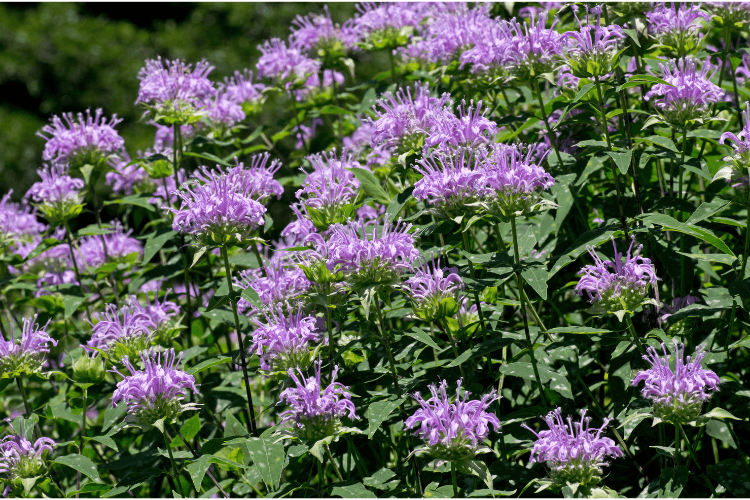 Wild Bergamot flowers with soft lavender blooms and green foliage, thriving in a sunny garden or meadow setting.