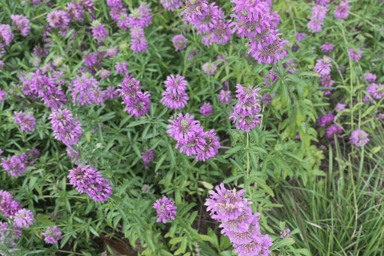 Lemon Beebalm flowers with vibrant purple blooms and green foliage, growing in a natural garden setting.