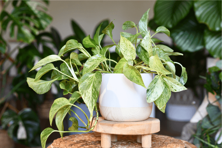 Marble Queen Pothos in a white and wooden pot on a small wooden stand, surrounded by lush green indoor plants.