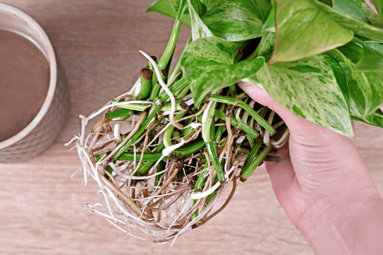 Close-up of Marble Queen Pothos cuttings with visible roots, ready for propagation in water or soil.