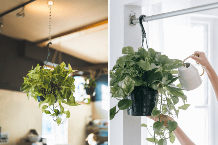 Hanging Marble Queen Pothos plants being cared for indoors, with one being watered and another thriving in bright indirect light.