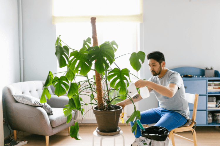 Man watering a Monstera plant in a bright living room, showing proper care techniques for healthy indoor plants.