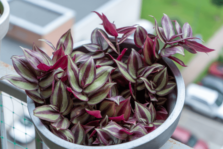 A lush Wandering Jew plant with vibrant purple and green leaves in a gray pot, highlighting proper Wandering Jew Plant Care.