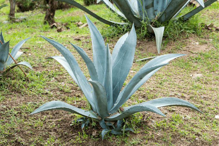 Close-up of a blue agave plant with spiky, pointed leaves growing in a grassy outdoor setting.