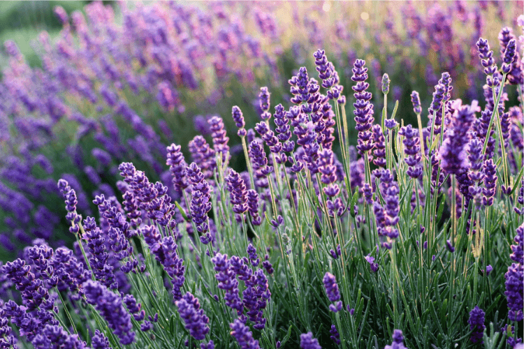 Purple lavender flowers bloom abundantly in a field, showcasing their vibrant color and lush green foliage, ideal for gardens.