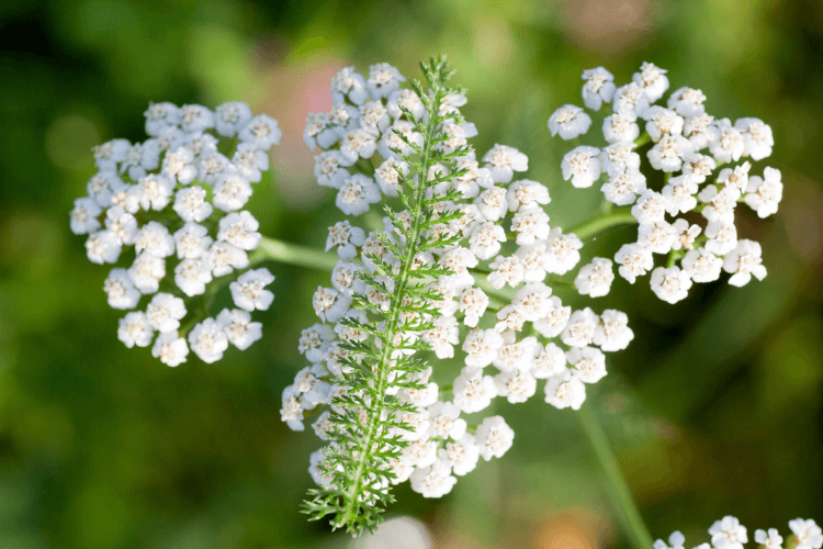 Close-up of white yarrow flowers with delicate petals and a green fern-like leaf in a natural outdoor setting.