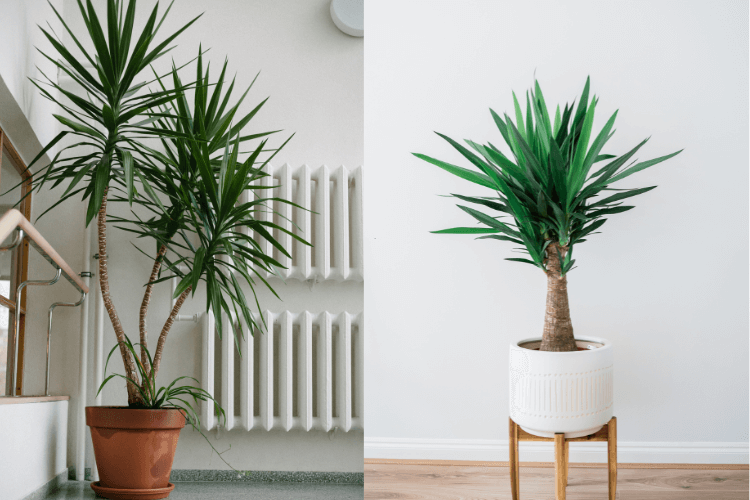 Side-by-side comparison of two indoor yucca plants, one in a terracotta pot and the other in a white planter on a wooden stand.