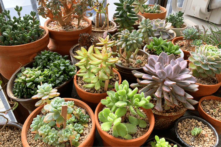 A collection of colorful succulents in terracotta pots, arranged on a sunny windowsill with a variety of shapes and textures.