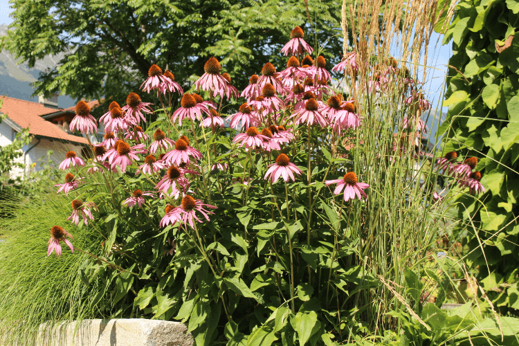 A vibrant cluster of pink coneflowers blooming in a sunny garden, surrounded by tall grasses and lush greenery.