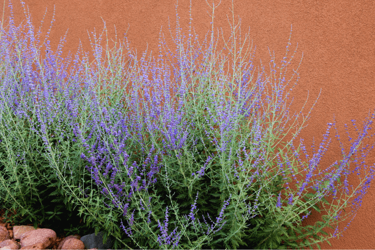 Lavender Russian sage plant with vibrant purple flowers and green foliage against a terracotta-colored wall.