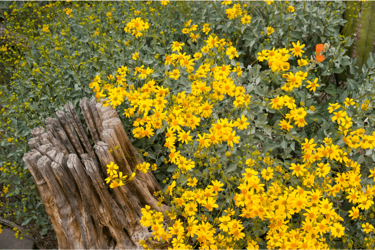 Bright yellow wildflowers blooming next to a weathered wooden stump, surrounded by lush green foliage.

