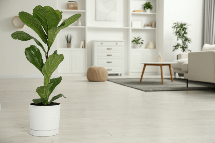 Fiddle Leaf Fig tree in a sleek white planter, placed in a bright, modern living room with minimalistic decor.