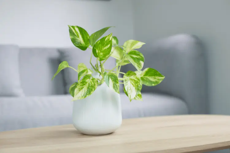 Variegated Pothos, a tropical house plant, in a white vase on a wooden table with a gray sofa in the background.