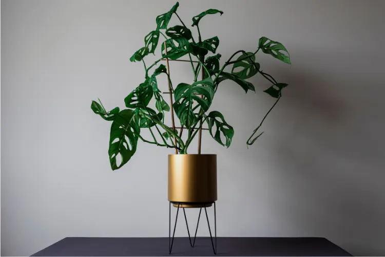 Monstera Adansonii with unique fenestrated leaves in a sleek gold planter on a modern stand, set against a neutral background.