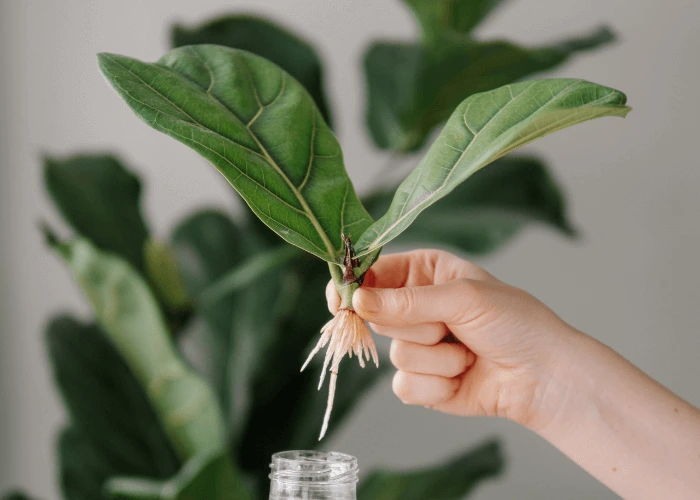 Hand holding a propagated fiddle leaf fig cutting with visible roots, removed from a glass jar against a blurred green background.