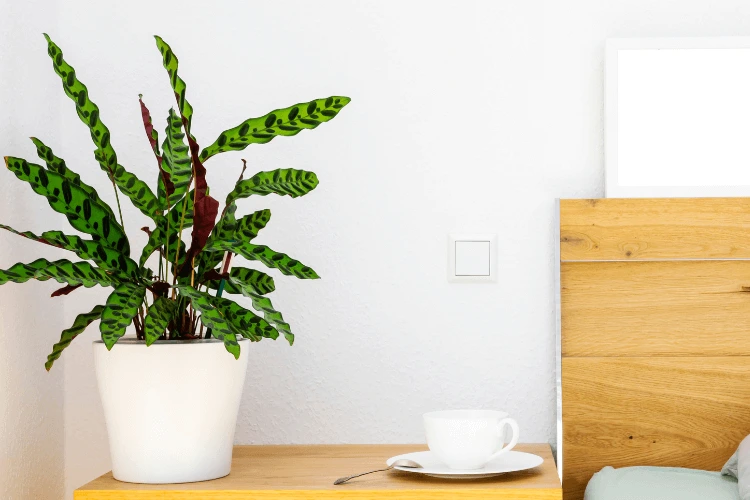 Rattlesnake Calathea plant in a white pot on a wooden bedside table, with vibrant patterned leaves adding greenery to the room.