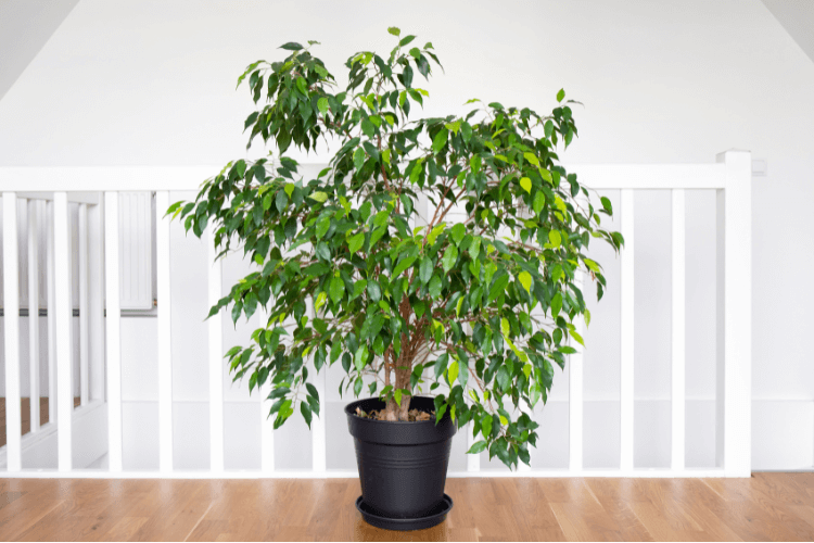 Potted Ficus Benjamina plant with lush green leaves indoors, ideal for improving air quality and home decor.