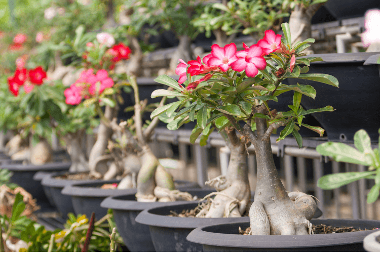 Desert roses in black pots with vibrant pink flowers, arranged in rows, showcasing their thick trunks and tropical charm.