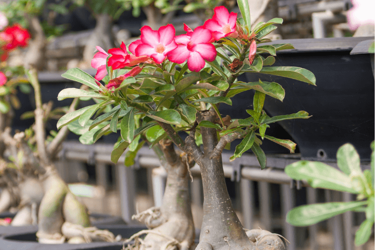 Desert roses in black pots with vibrant pink flowers, arranged in rows, showcasing their thick trunks and tropical charm.