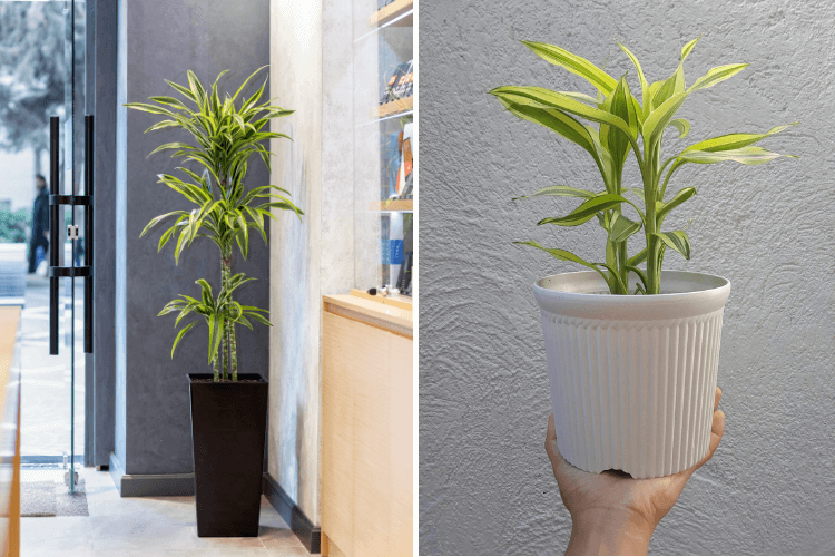 Indoor corn plants in black and white pots, showcasing vibrant green leaves; a stylish example of easy corn plant care for home decor.