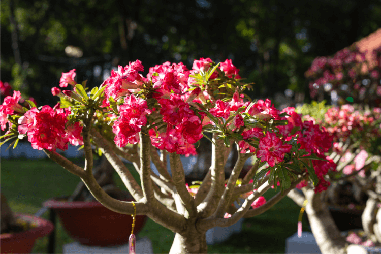 Vibrant pink flowers of a Desert Rose plant in full bloom, set against a sunny outdoor garden background.