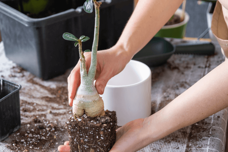 Hands repotting a young Desert Rose plant with exposed roots, preparing it for planting in a white pot on a gardening table.