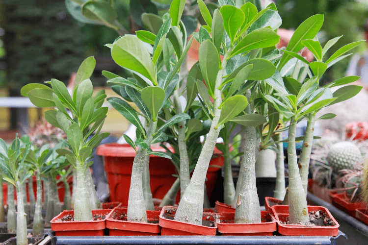 Young Desert Rose plants in small red pots, showcasing their thick stems and vibrant green leaves in a nursery setting.