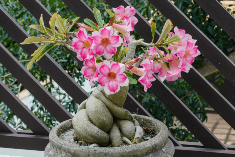 A Desert Rose plant in a pot with a thick, twisted caudex and vibrant pink flowers, placed on a balcony with a wooden railing.